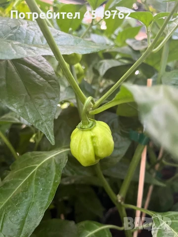 Екзотични люти чушки в саксия, снимка 3 - Градински цветя и растения - 51202444