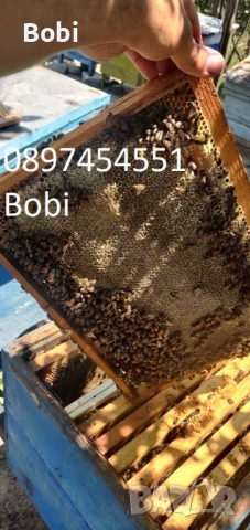 Малки Пчелни Семейства Отводки, снимка 9 - За пчели - 54058330