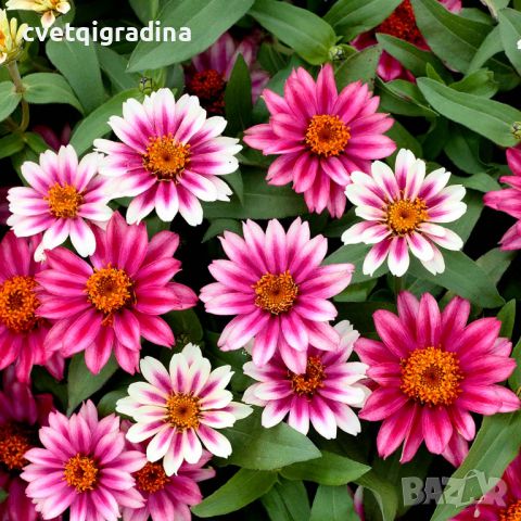 Zinnia angustifolia Mix-Циния, снимка 3 - Градински цветя и растения - 45749583