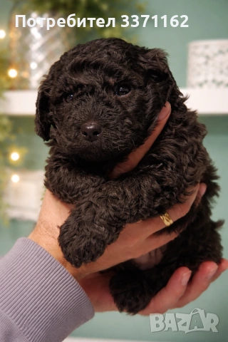 пудел, снимка 3 - Пудели - 53734974