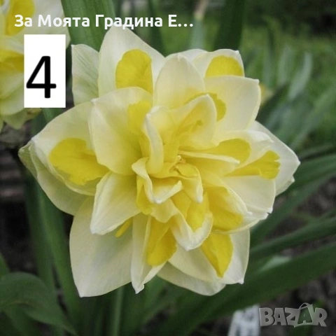 Нарциси , снимка 4 - Градински цветя и растения - 53623485