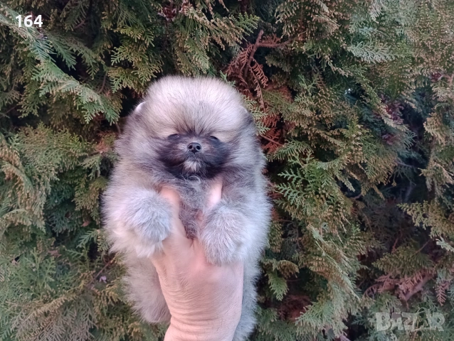 Мини Померан. Реални снимки от 16.03.26 г. Миниатюрно момче .