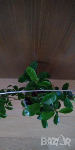 Дипладения,Мандевила , снимка 5 - Стайни растения - 53105529