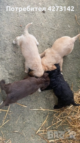 Кокер , снимка 3 - Кокер шпаньол - 53020295