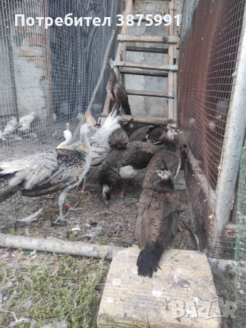 Продавам паунчета, снимка 3 - други­ - 51295851