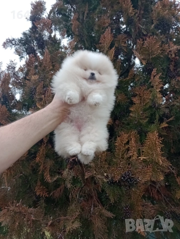 Женски Померан. Реални снимки от днес , снимка 2 - Померан - 53210242