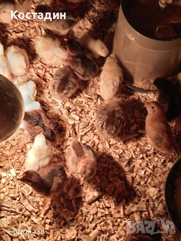 пилета катунски , снимка 7 - Кокошки и пуйки - 54087142