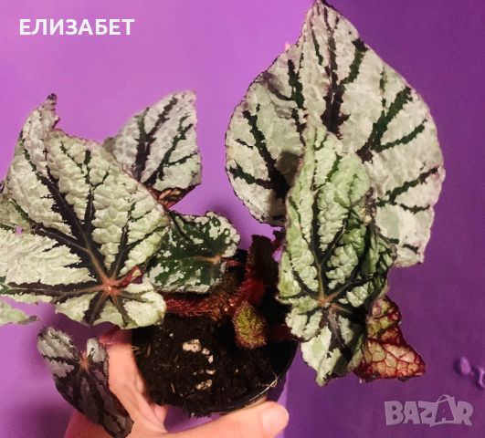 Begonia fedor, снимка 1 - Стайни растения - 45972917