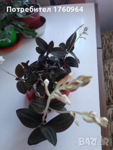 Лудизия Скъпоценна орхидея - Ludisia Discolor