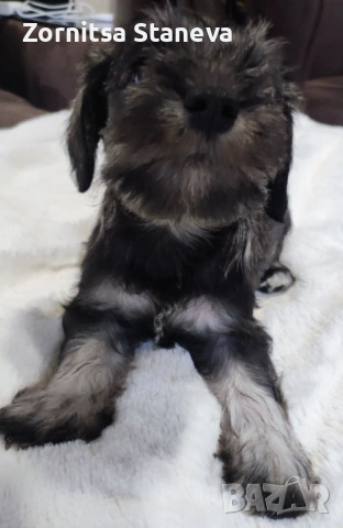 Мини (цверг) шнауцер