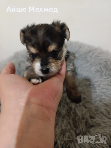 йоркширски териер, снимка 3 - Йоркширски териер - 53290826