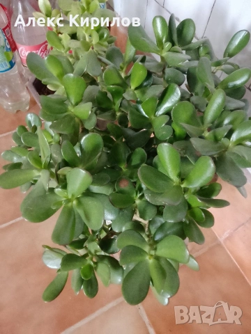 Дървото на живота-цвете, снимка 3 - Декорация за дома - 53415867