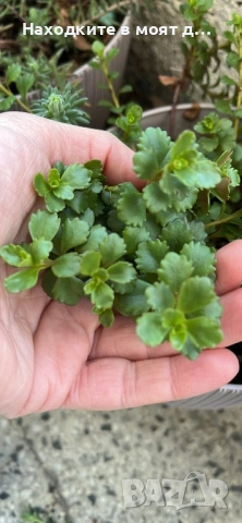 Седуми и сукуленти, снимка 4 - Градински цветя и растения - 53783611