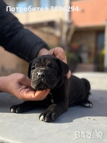 Уникални кученца кане корсо италяно,шоу клас чистокръвни., снимка 3 - Кане корсо - 52775457