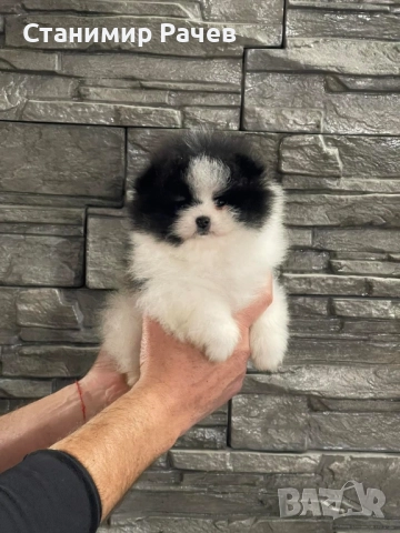 померан померани , снимка 2 - Померан - 52895815