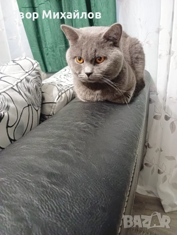 Късокосместа британка , снимка 2 - Британска късокосместа - 52327095