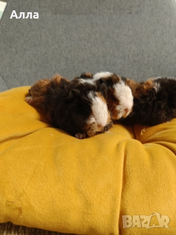 В наличност има морски свинчета и зайчета, снимка 17 - Декоративни зайчета - 52735330