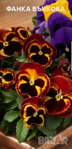 РАЗСАД ТЕМЕНУЖКИ, снимка 6 - Градински цветя и растения - 53864705