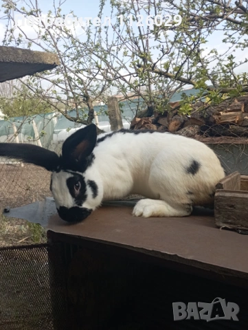 Заек пеперуда , снимка 7 - Други - 54235766