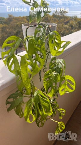 Мостера Monkey, снимка 3 - Стайни растения - 51864456