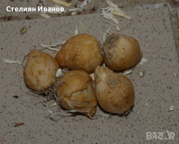 Чадърест гарвански лук, орнитогалум (Ornithogalum umbellatum) –  луковици, снимка 2 - Сортови семена и луковици - 52372682