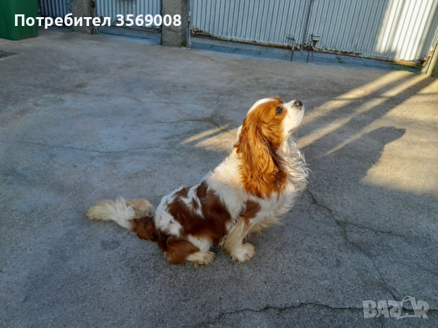 Кавалер кинг чарлз шпаньол