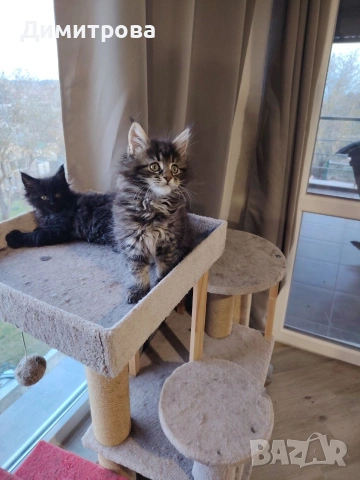 Мейн Кун, чистокръвно женско коте, снимка 3 - Мейн кун - 53787264