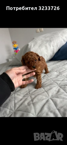 Той пудел момиче 