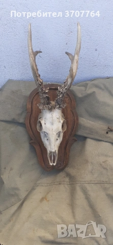 трофей от сарандак