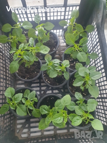 Босилек, снимка 3 - Сортови семена и луковици - 52742289