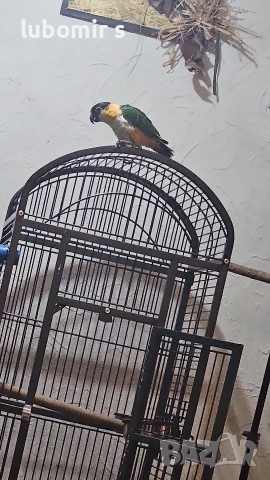 продавам папагал кайка с голяма клетка., снимка 3 - Папагали - 54289411