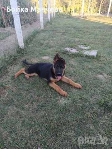 Продавам немски овчарки , снимка 1