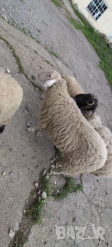 Свободни овце, агнета и кочове!, снимка 1