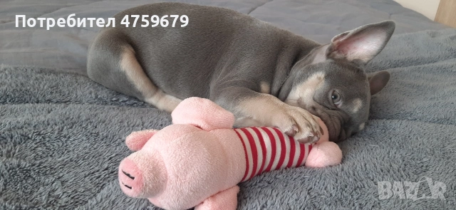 Френски булдог