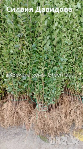 Лигуструм Овалифолиум на гол корен , снимка 2 - Градински цветя и растения - 53389674