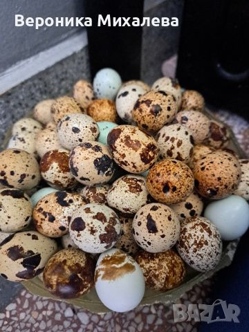 яйца от пъдпъдък , снимка 1 - За птици - 45871988