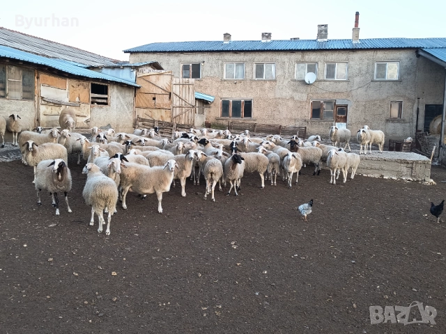 Продавам млади бременни овце , снимка 3 - Овце - 47349889