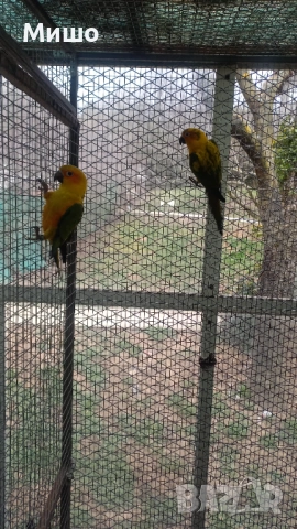 Продавам чифт Слънчеви Аратинги на 1 година може и бартер за Голям Александър или Сенегалски папагал, снимка 3 - Папагали - 53066304