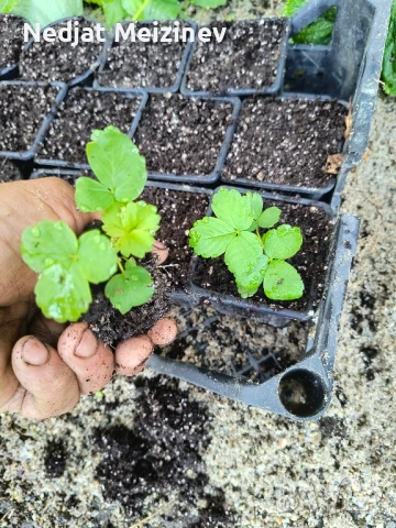 Разсад ягоди, малини и къпини, снимка 8 - Стайни растения - 51199735