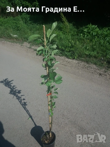 Мини дръвчета - Овошки, снимка 7 - Градински цветя и растения - 53619368