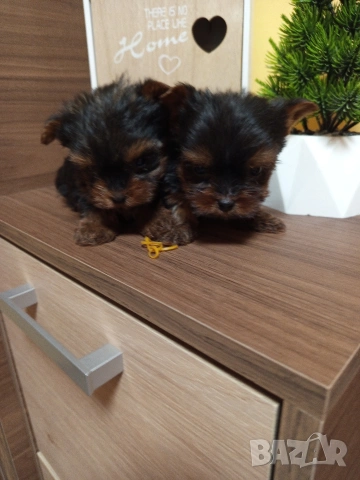 Йоркширски териер , снимка 3 - Йоркширски териер - 53011984