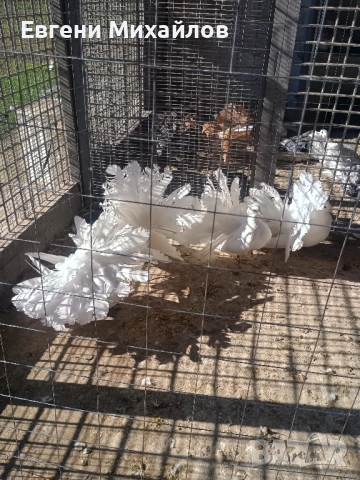 Фенерлии , снимка 4 - Гълъби - 52405258