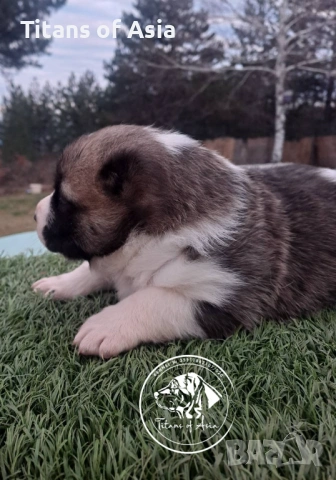 Кученца САО , АЛАБАЙ , Туркменски Вълкодав, снимка 7 - Алабай - 53120501