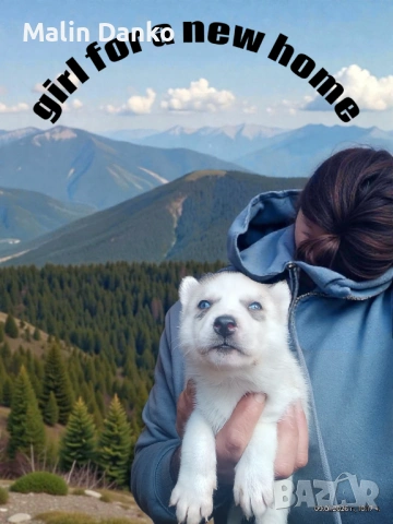  СИБИРСКО ХЪСКИ , снимка 3 - Хъски - 53089054