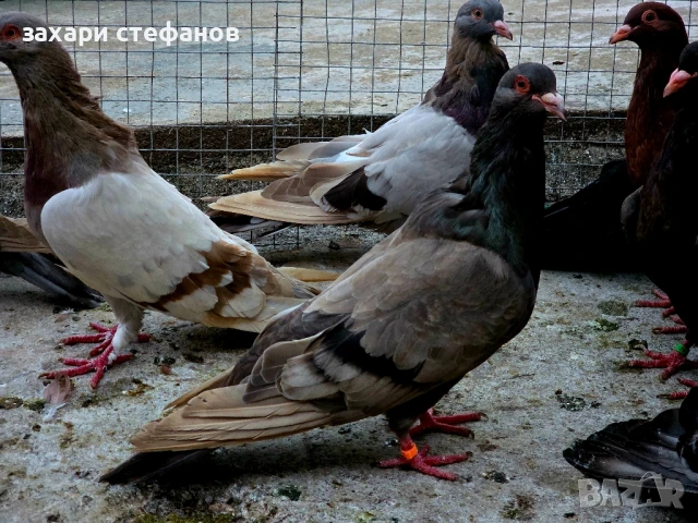 Римски гълъби (Рьомери), снимка 12 - Гълъби - 51181839