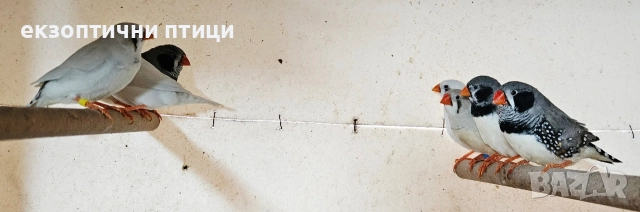 Джъмбо Амадини - Продавам, снимка 3 - Амадини - 52865989