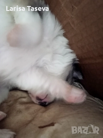 продавам малки померан, снимка 3 - Померан - 52825449