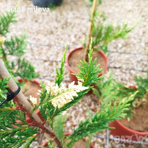 Кипарис Лейланди вариегатно, (Cupressocyparis leylandii 'Variegata'), снимка 17 - Градински цветя и растения - 43302260