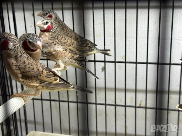 Продавам червеногърли амадини 