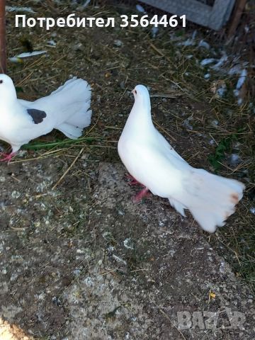 гълъби фенерлии, снимка 7 - Гълъби - 44461419